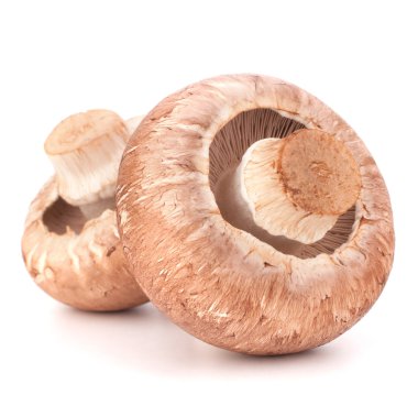 kahverengi champignon mantar