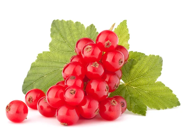 Red currants and green leaves still life — Stock Photo, Image