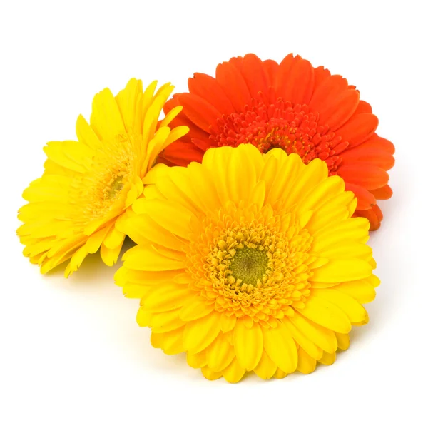 Schöne Gänseblümchen-Gerbera-Blüten — Stockfoto