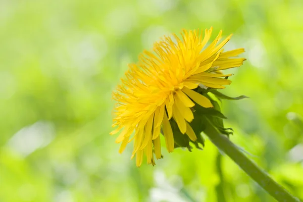 Vakre løvetannblomst – stockfoto