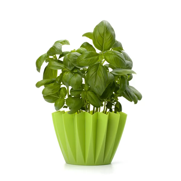 Sweet basil leaves — Stock Photo, Image