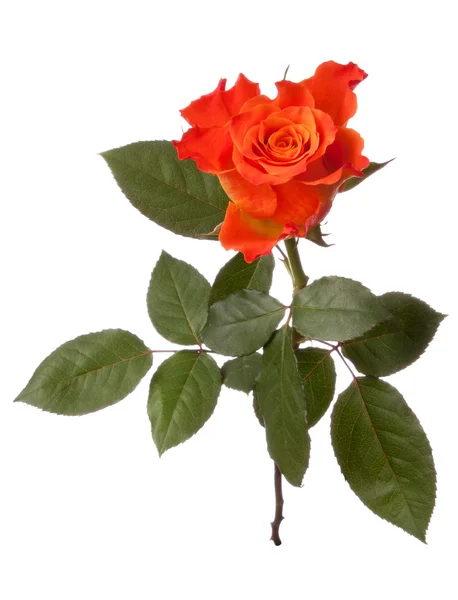 Rose orange — Photo