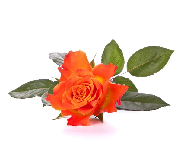 Pomarańczowy róża — Zdjęcie stockowe