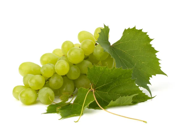 Hoja de uva madura — Foto de Stock