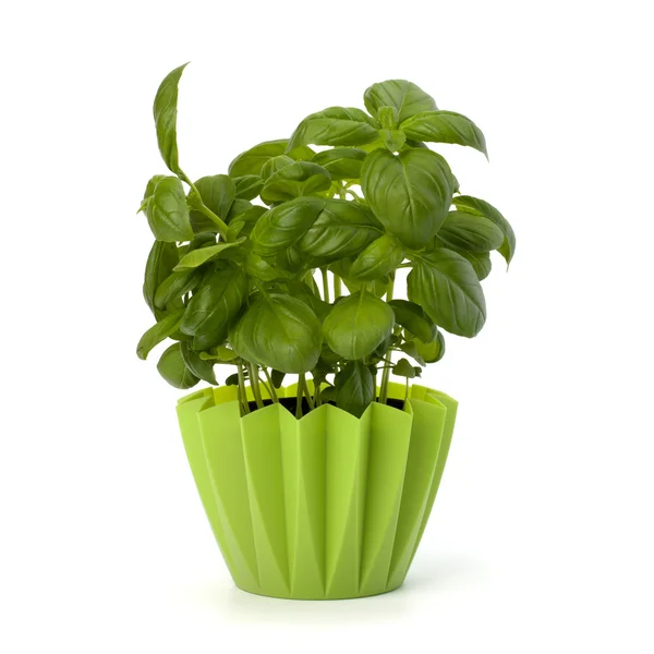 Sweet basil leaves — Stock Photo, Image