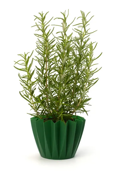 Zoete rozemarijn plant — Stockfoto