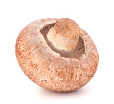 kahverengi champignon mantar