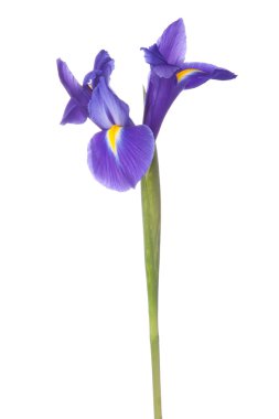 Mavi iris veya blueflag çiçek