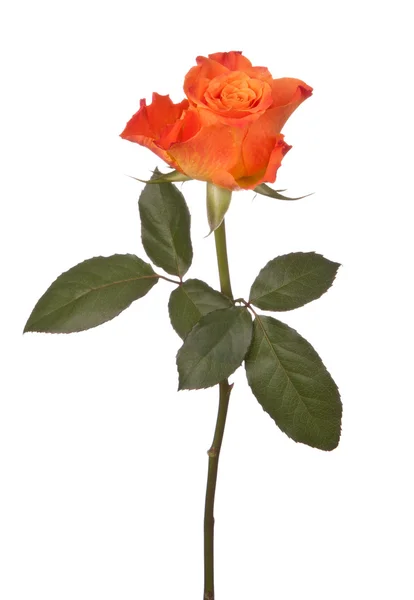 Orange rose — Stock Photo, Image