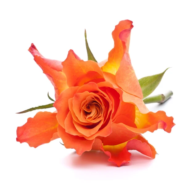 Oranje rose — Stockfoto