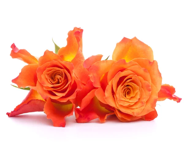 Rose arancioni — Foto Stock