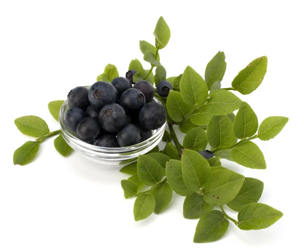 Mavi bilberry veya whortleberry — Stok fotoğraf