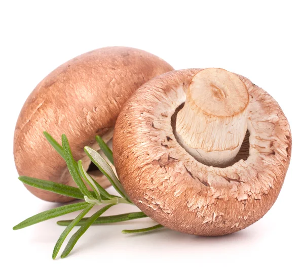 Kahverengi champignon mantar ve biberiye yaprakları — Stok fotoğraf