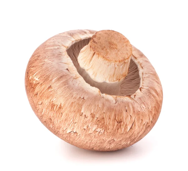 Kahverengi champignon mantar — Stok fotoğraf