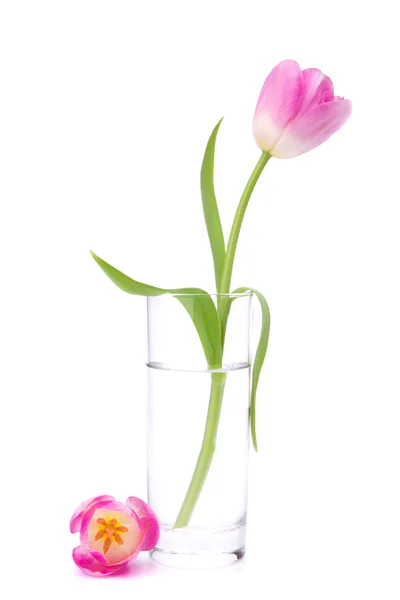 Tulipan różowy w wazonie — Zdjęcie stockowe