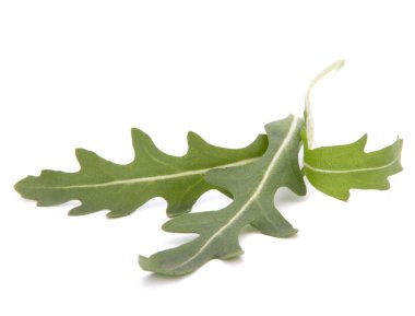 tatlı rucola salata veya roket marul yaprakları