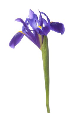 Mavi iris veya blueflag çiçek