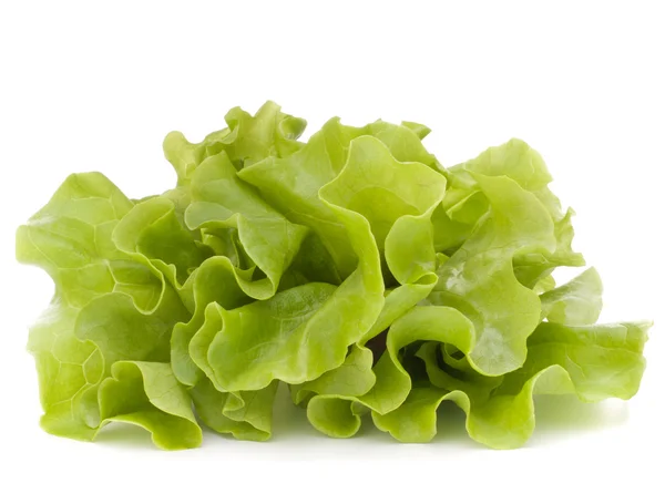 Salada de alface fresca folhas cacho — Fotografia de Stock
