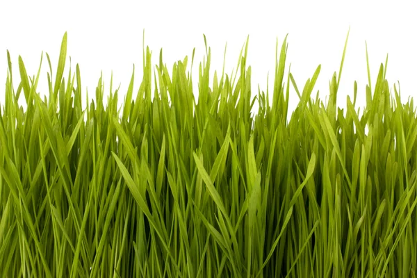 Sylwetka trawy — Zdjęcie stockowe