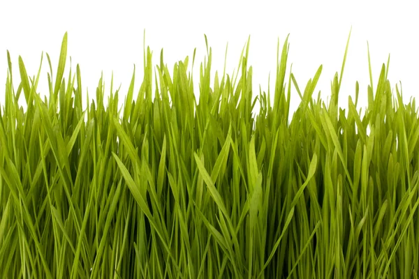 Grass silhouette — Stock Photo, Image