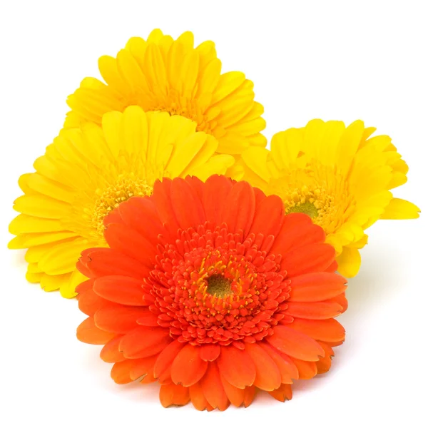 Bellissimi fiori di gerbera margherita — Foto Stock