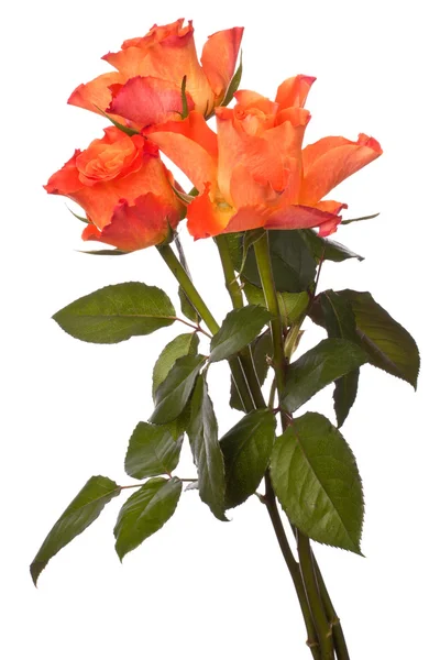 Róż pomarańczowy — Zdjęcie stockowe