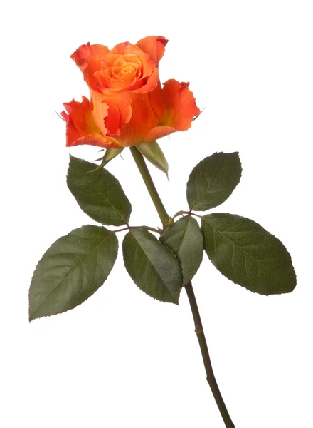 Rosa naranja — Foto de Stock