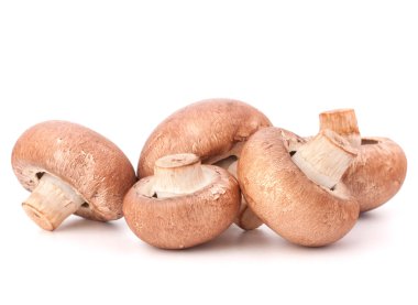 kahverengi champignon mantar grup