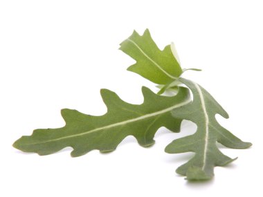 tatlı rucola salata veya roket marul yaprakları