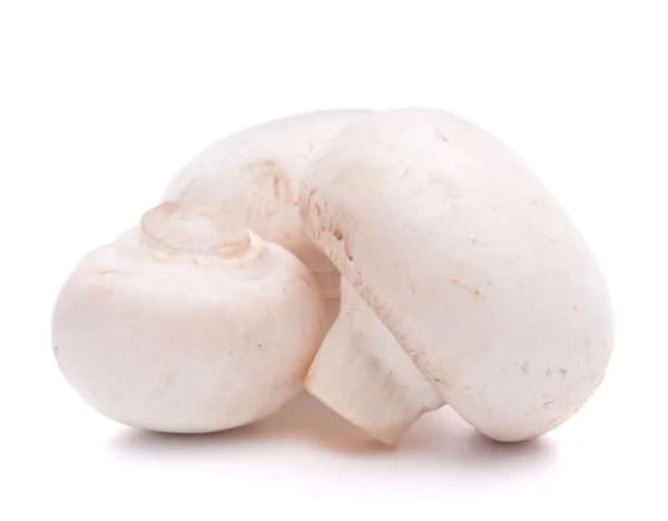 Cogumelo-de-champignon — Fotografia de Stock