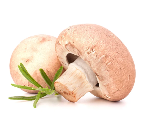 Braune Champignon-Pilze und Rosmarinblätter — Stockfoto