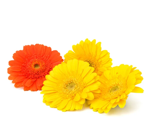 Kwiaty gerbera piękny stokrotka — Zdjęcie stockowe