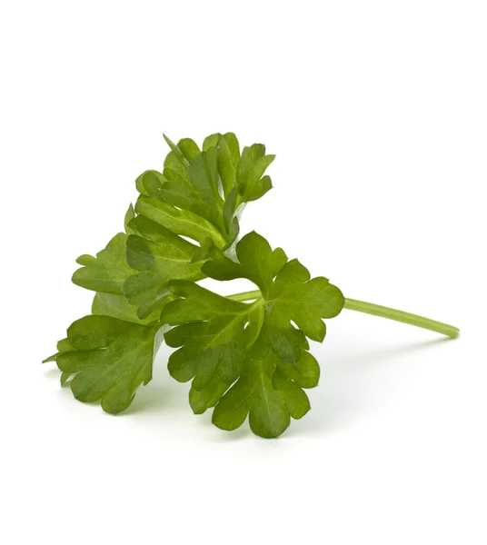 Parsley — Stock Photo, Image