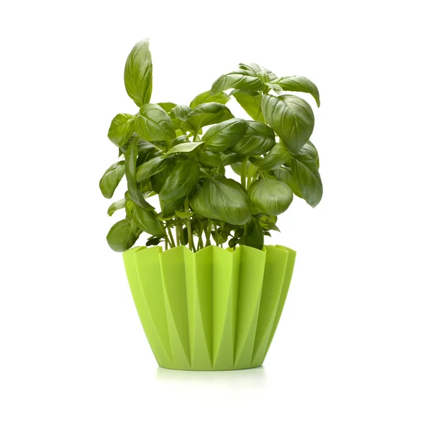 Sweet basil leaves — Stock Photo, Image