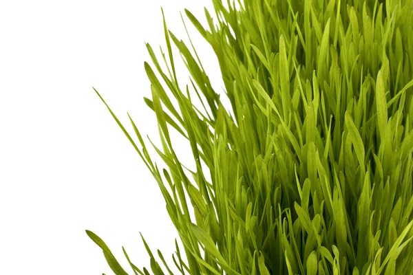 Silhouette erba — Foto Stock