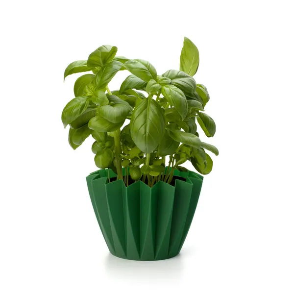 Sweet basil leaves — Stock Photo, Image