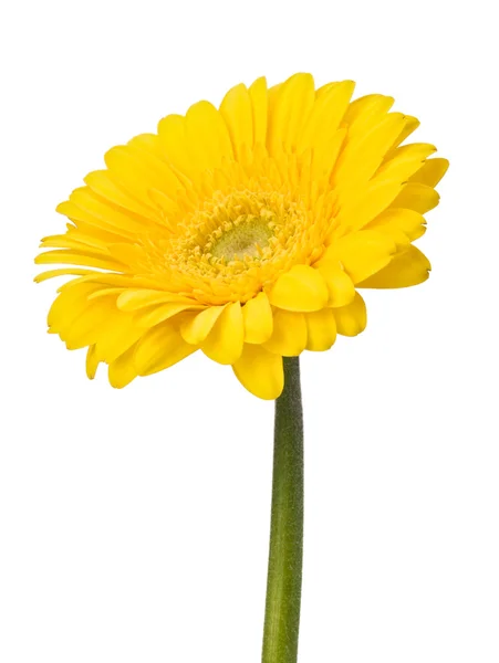 Bela margarida gerbera — Fotografia de Stock