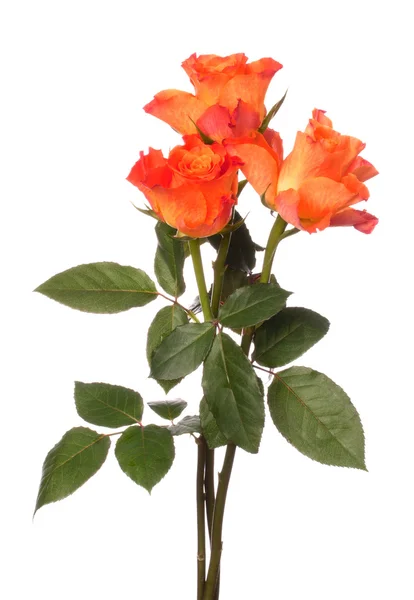 Oranje Rozen — Stockfoto