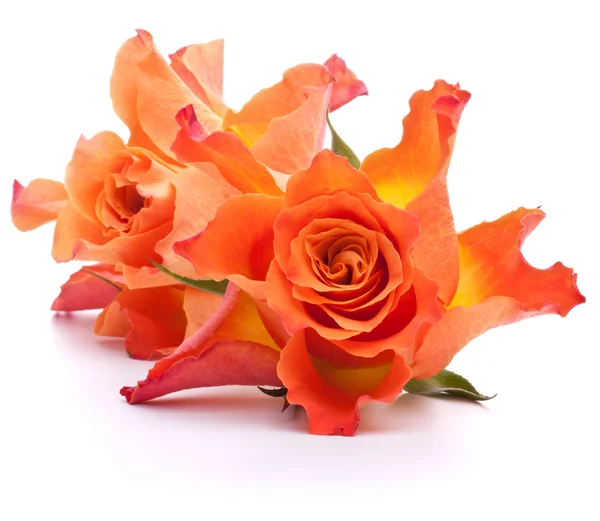 Oranje Rozen — Stockfoto