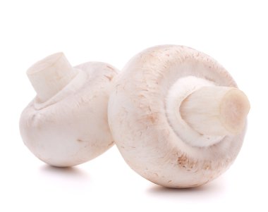 champignon mantarı