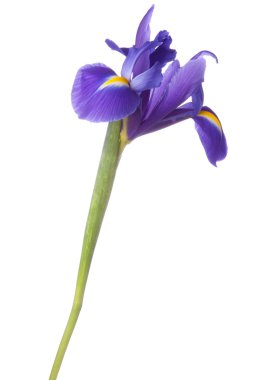 Mavi iris veya blueflag çiçek