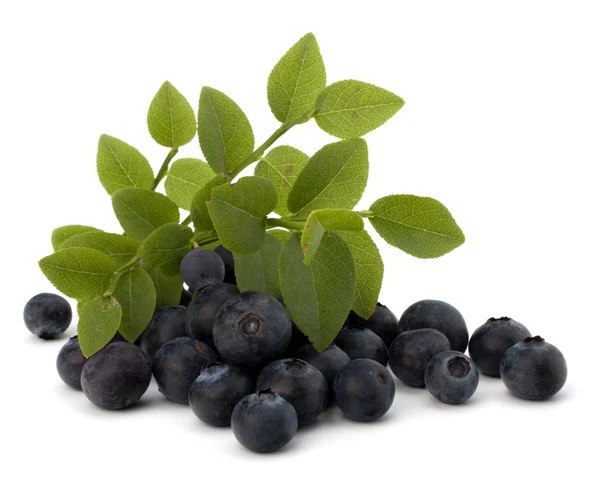 Błękitne jagody lub whortleberry — Zdjęcie stockowe