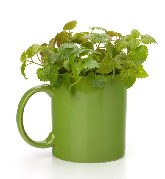 Taza de té de menta de hierbas — Foto de Stock