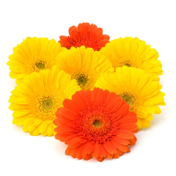 Vackra daisy gerbera blommor — Stockfoto