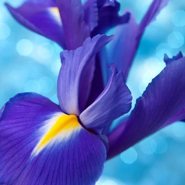 Bella blu iris fiori sfondo — Foto Stock