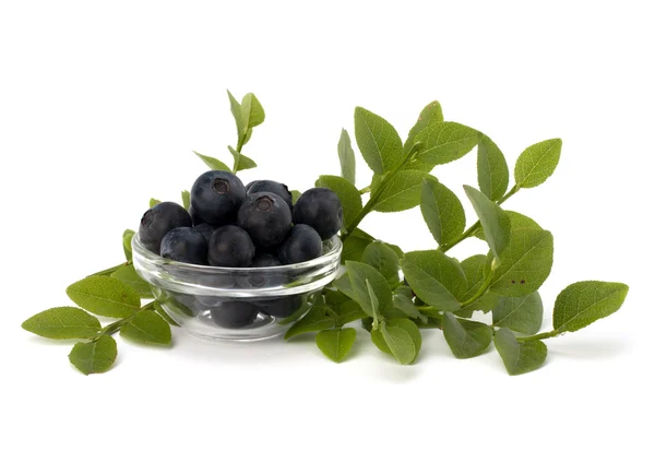 Blue bilberry or whortleberry — Stock Photo, Image