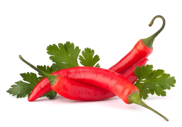 Hot red chili or chilli pepper and parsley leaves still life — Stock Photo, Image