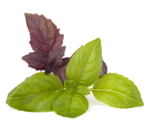 Daun manis Basil — Stok Foto