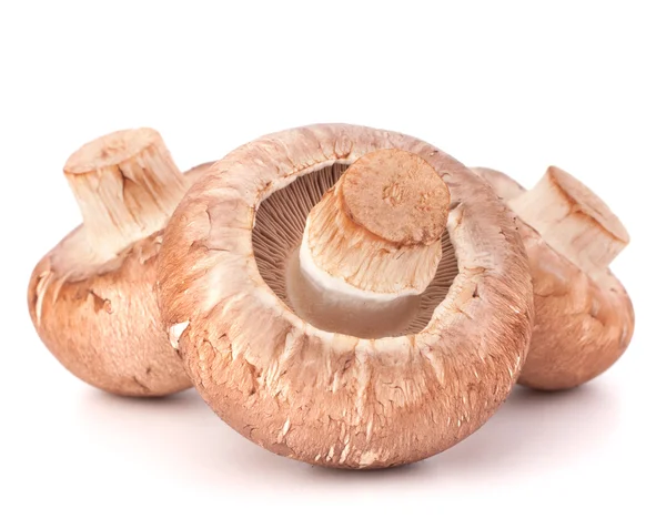 Fungo champignon marrone — Foto Stock