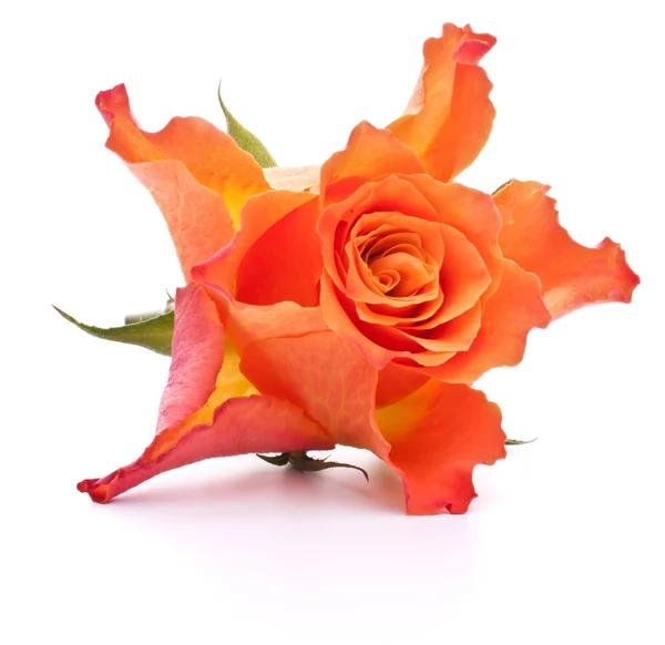 Oranje rose — Stockfoto